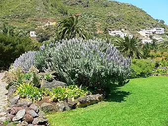 Echium hierrense w Jardín de las Islas