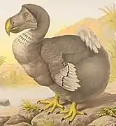 Dront dodo (Raphus cucullatus)