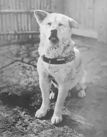 Hachiko