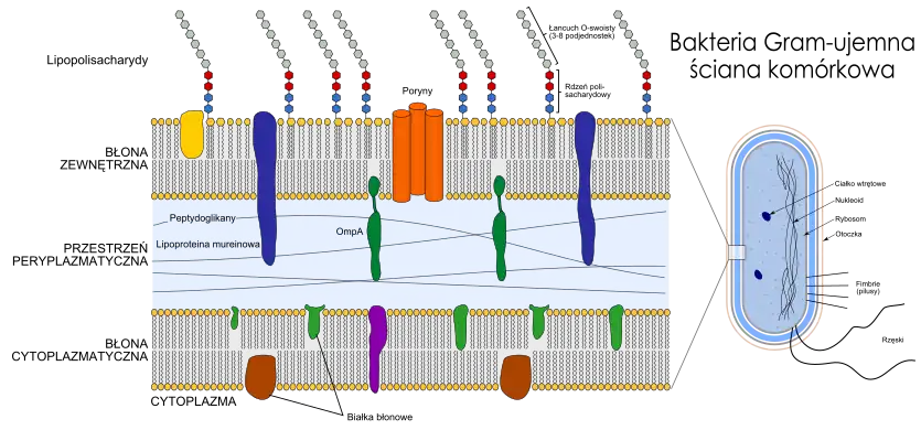 Struktura zewnętrzna bakterii Gram-ujemnej