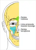 Rysunek lokalizacji zatok przynosowych