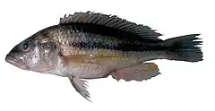 Haplochromis vonlinnei