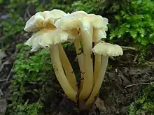 Wilgotnica cytrynowa