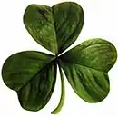 Shamrock – irlandzka zielona koniczyna biała.