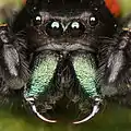 Phidippus johnsoni