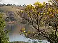 Ipê amarelo no Lago de Furnas em Varginha