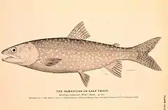 Salvelinus namaycush