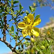 Larrea tridentata