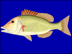 Lethrinus miniatus