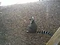 Lemur katta