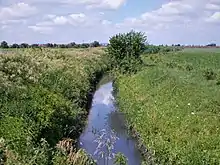 Lipówka w okolicach Nowych Skalmierzyc