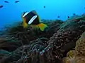 Amphiprion latifasciatus