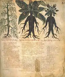 Mandragora w manuskrypcie „De Materia Medica” z VII wieku.