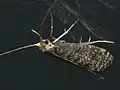 Nematopogon robertella, Rosja