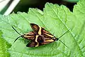 Wąsateczki zawilczaneczki (Nemophora degeerella), kopulująca para