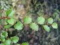 Nothofagus menziesii