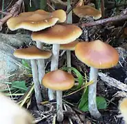 Psilocybe cyanescens