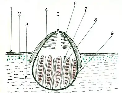 Schemat budowy perytecjum u porostów. 1 – kora górna, 2 – warstwa glonów, 3 – rdzeń, 4 – inwolukrelum, 5 – ostiola, 6 – peryfizy, 7 – parafizy, 8 – worki z zarodnikami, 9 – ekscypulum