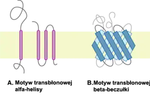 Główne motywy strukturalne białek przezbłonowych