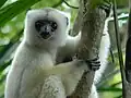 Propithecus candidus