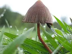 Psilocybe mexicana