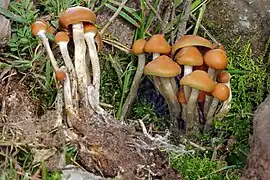 Psilocybe aztecorum