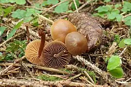 Psilocybe medullosa