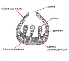 Pseudotecjum