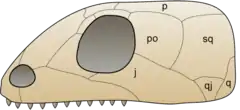 Schemat czaszki anapsydów