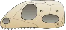 Schemat czaszki synapsydów