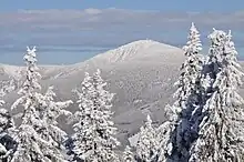 Szara góra w tle, szczyt porośnięty trawą, na pierwszym planie ośnieżone wysokie świerki.