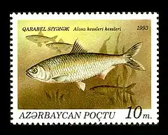 Alosa kessleri