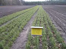 Pas zasiany sosną pospolitą na szkółce leśnej Nadleśnictwa Białowieża