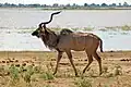 Kudu wielkie w Chobe