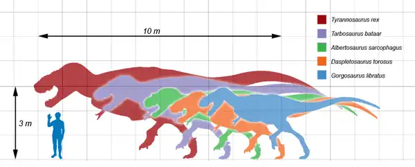 Porównanie rozmiarów przedstawicieli rodziny Tyrannosauridae i człowieka