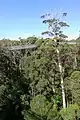 Tree Top Walk