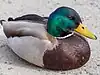 duck