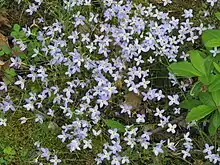 A bush covered in blue flowers