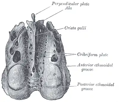 Cribriform plate