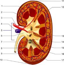 kidney