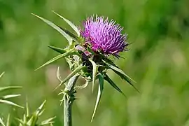 A flower head.