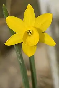 daffodil