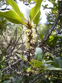 A branchlet of Pleiomeris canariensis with leaves and flowers.