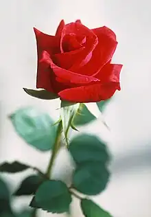 rose