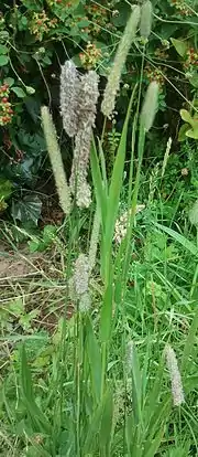 Phleum pratense