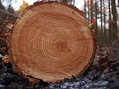 The rings of a tree.